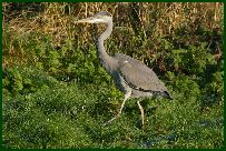 Bit of bird watching (Heron)
