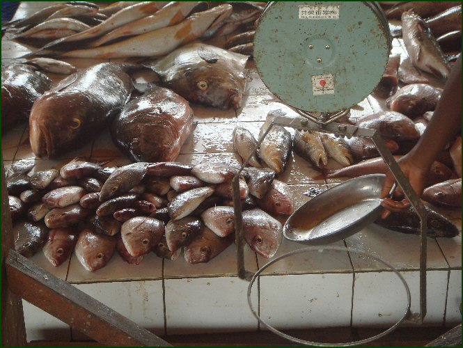 Kribi fish market