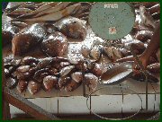 kribi fish market