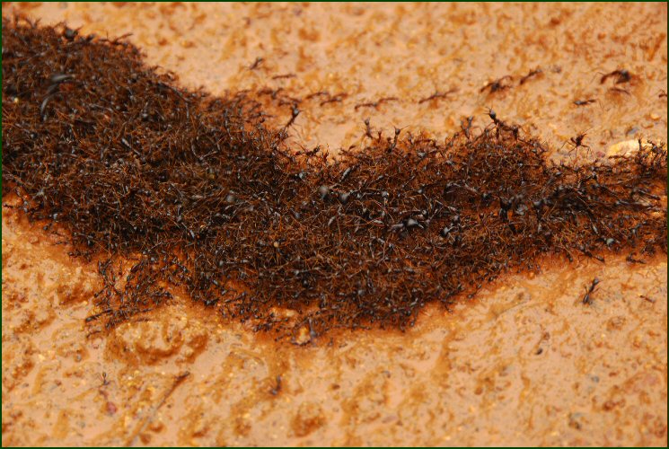 ant highway