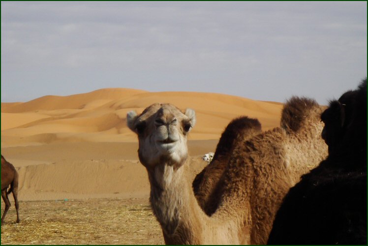 Camel
