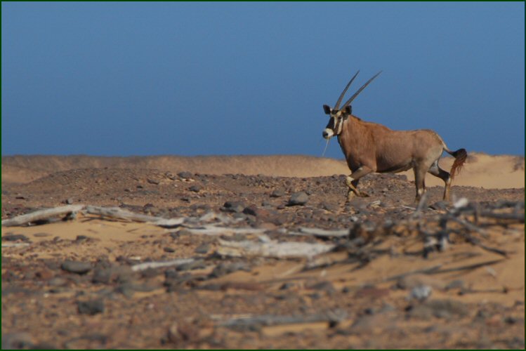 Gemsbok