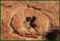 dino footprint