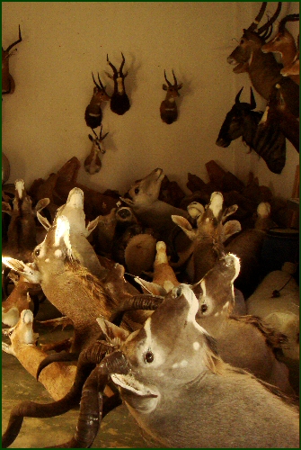 taxidermist