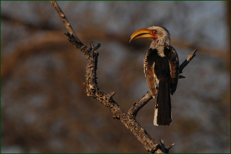 hornbill