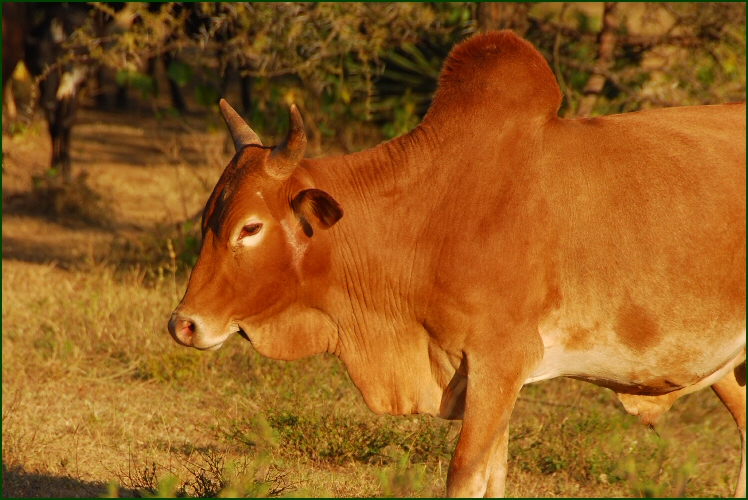 african cattle