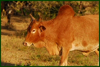 african cattle