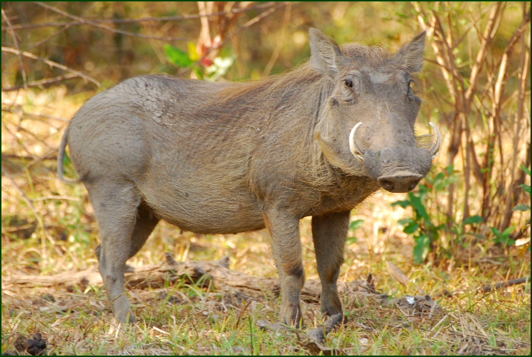 warthog