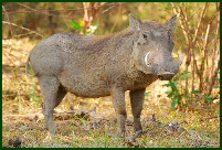 warthog