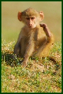 baboon baby