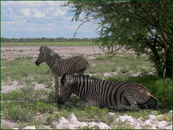 Zebras, Etosha