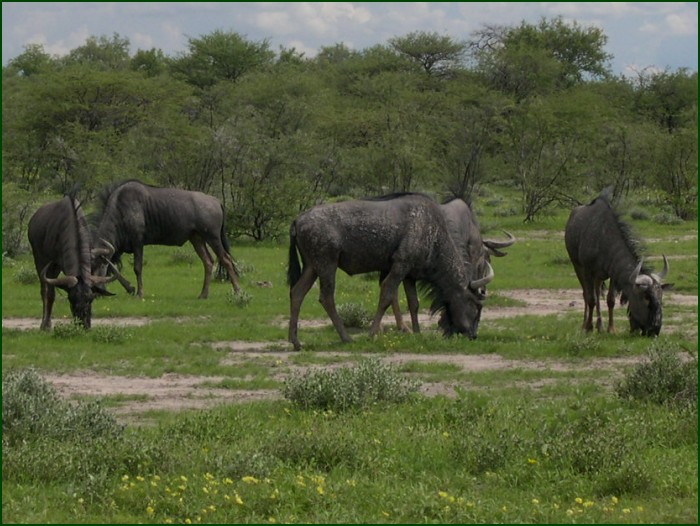 Blue Wildebeest, Etosha