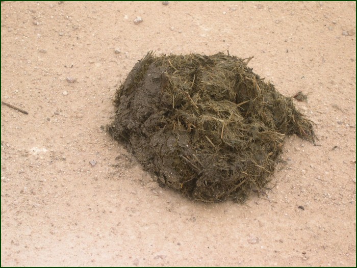 The closest we got to an Elephant...